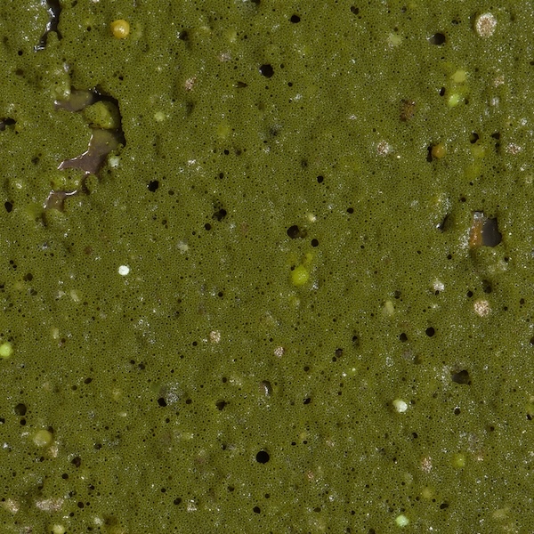 Pond Scum © AI Illustration